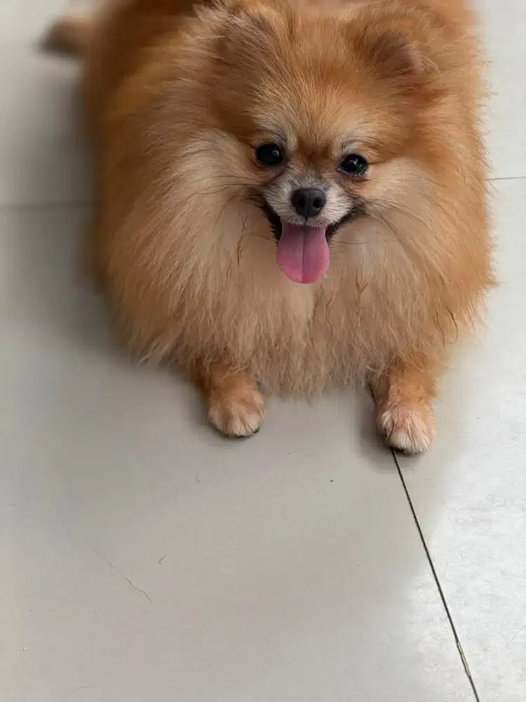 Pomeranian Jantan