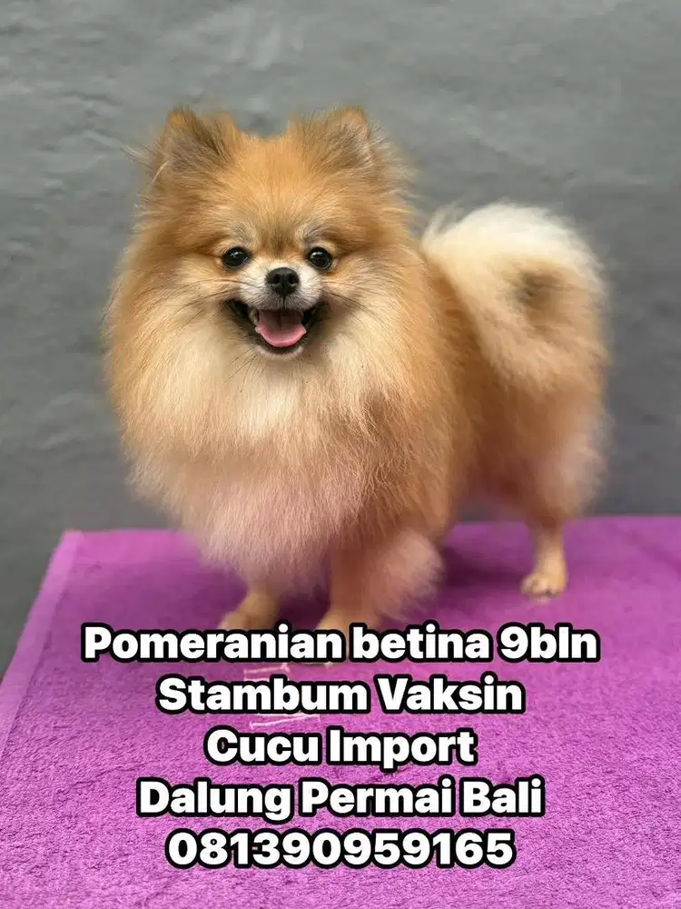 Pomeranian Betina 9bln