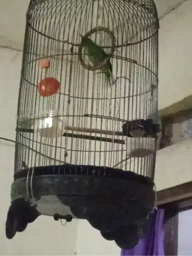 Burung Masteran Purtotal n Jinak