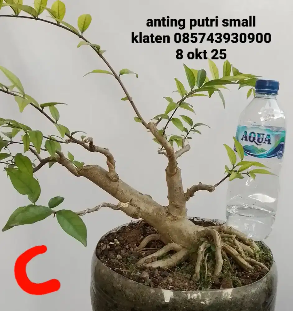 Bahan bonsai anting putri C
