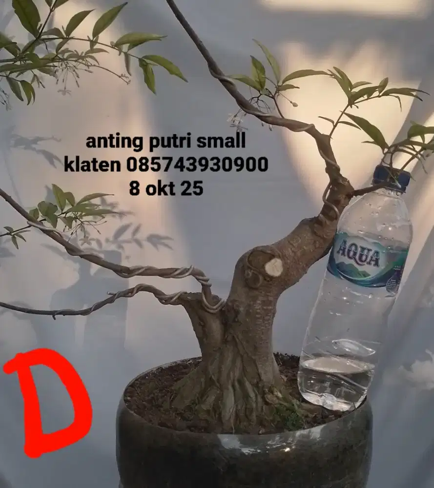 Bahan anting putri D