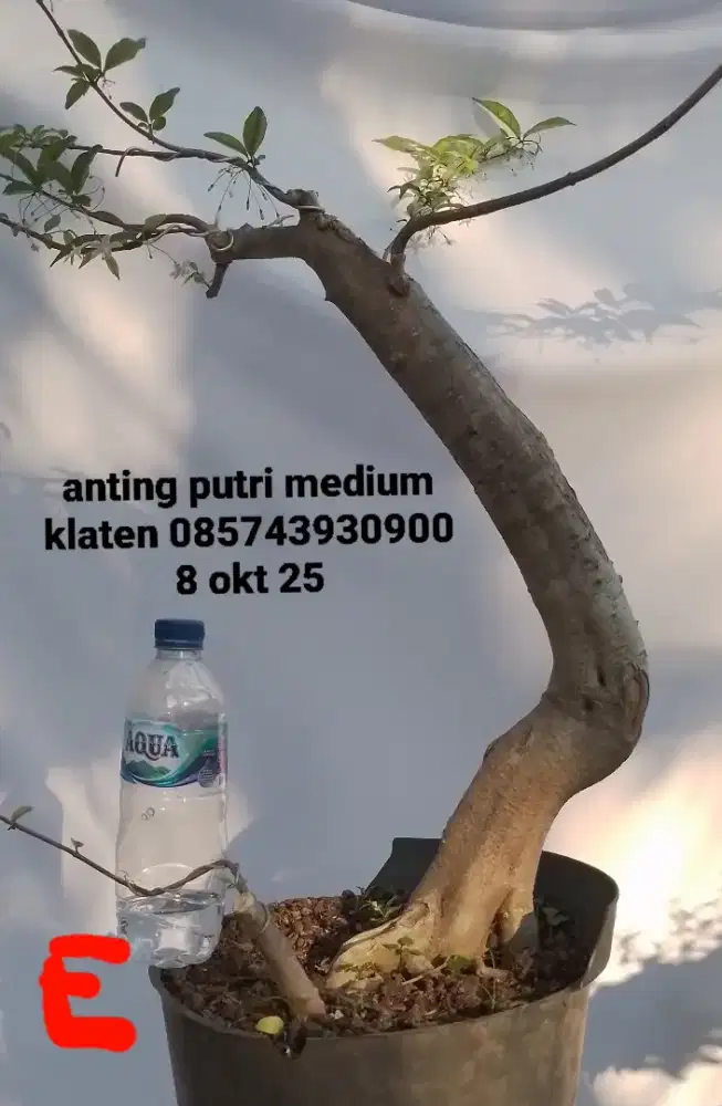 Bahan bonsai anting putri E