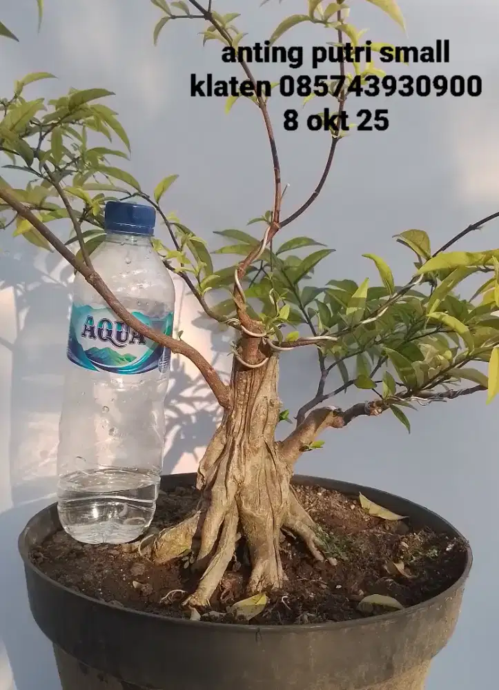 Bahan bonsai anting putri small