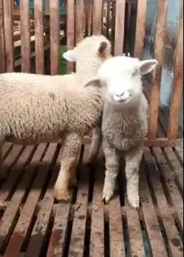 2 pasang anakan cempe domba merino hias superan 4 bulanan 4 ekor puas