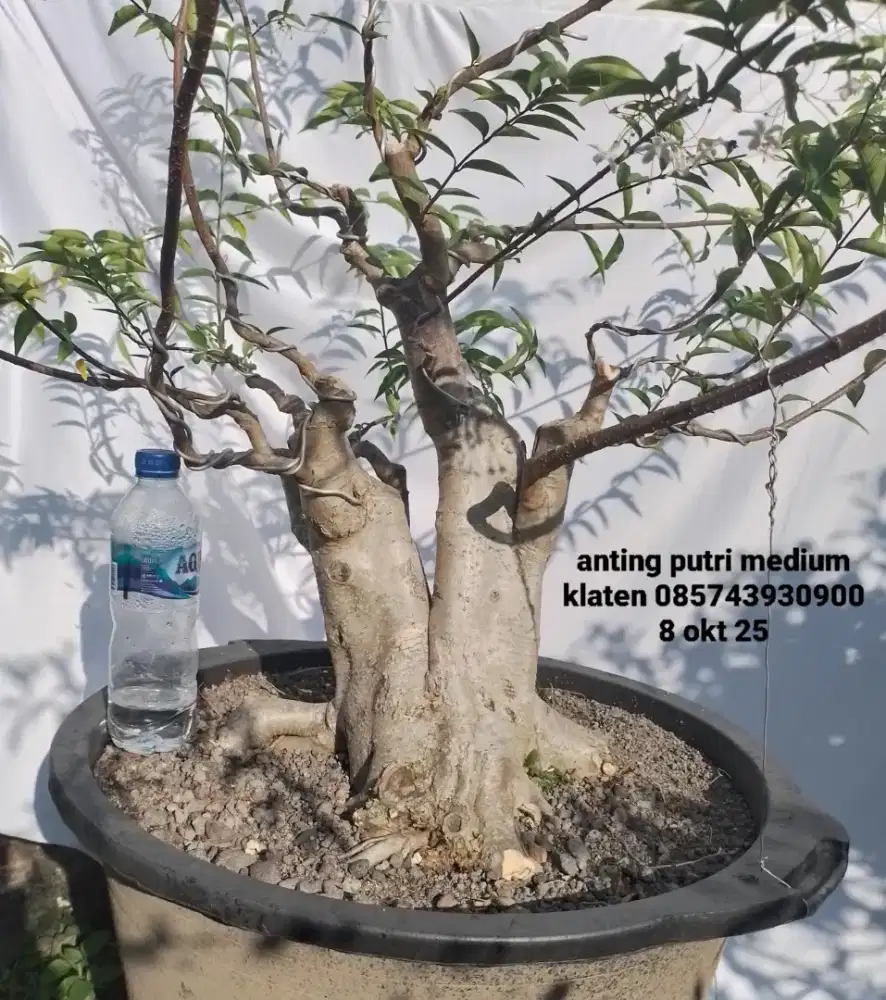 Bahan bonsai anting putri batang besar