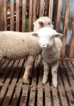 2 pasang 4 ekor cempe anakan domba merino superan 4 bulan gemeusin top