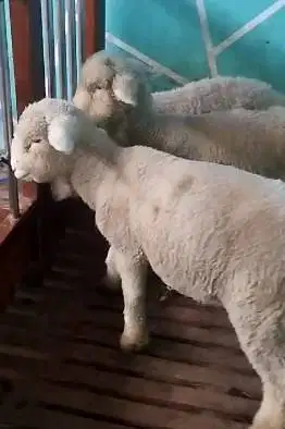 2 pasang 4 ekor cempe anakan domba merino 4 bulanan superan gemeusin