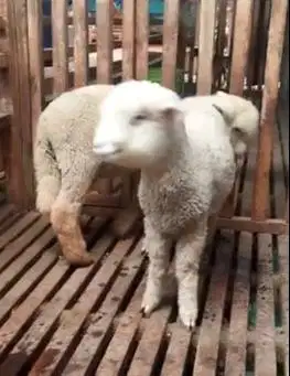 2 pasang 4 ekor cempe anakan domba merino 4 bulanan superan gemeusin