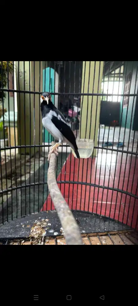 Jalak Suren Jawa Sudah Mompa