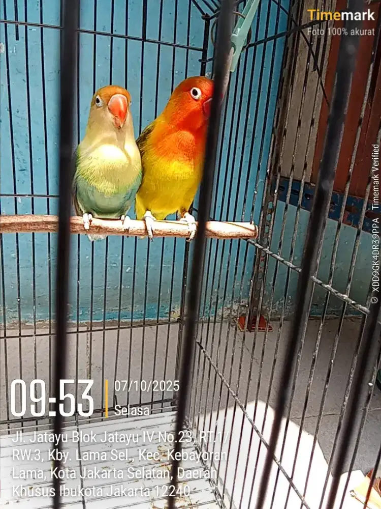 Burung Lovebird