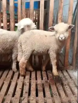 2 pasang anakan domba hias merino superan 4 bulan 4 ekor jinak lucu ok