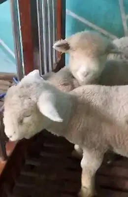 2 pasang anakan domba hias merino superan 4 bulan 4 ekor jinak lucu ok