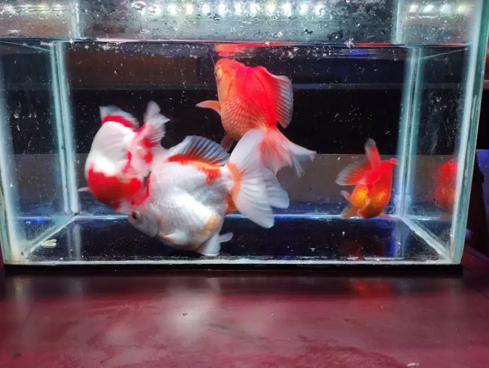 Ikan koki ryukin