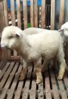 2 pasang anakan cempe domba merino superan 4 bulan lucu jinak gemeusin