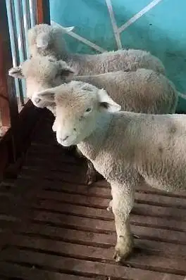 2 pasang anakan cempe domba meirno superan 4 bulanan jinak lucu manteb
