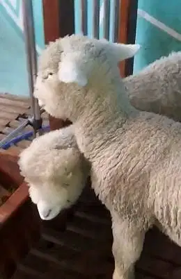 2 pasang 4 ekor cempe anakan domba merino hias superan 4 bulan rawatan