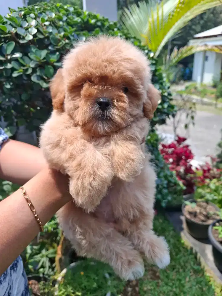 Maltipoo Puppy Lucu Bogel