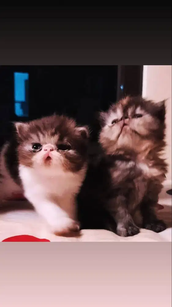 Kucing Pure Persia Longhair Peaknose Super Lucu