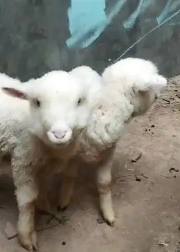 2 pasang anakan cempe domba hias merino superan 4 bulan jinak lucu top