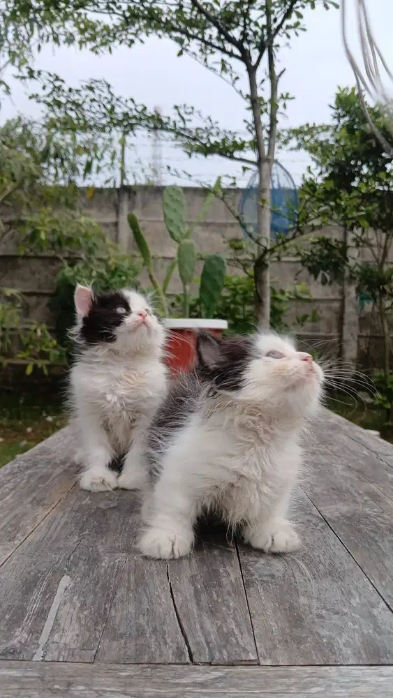 Kucing Munhckin Kinkalow