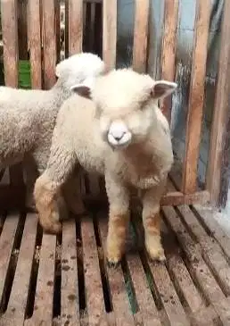 2 pasang 4 ekor cempe anakan domba merino superan 4 bulanan gemeusin