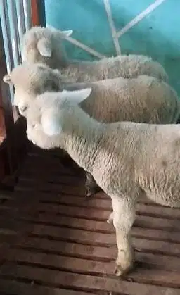 2 pasang 4 ekor cempe anakan domba merino superan 4 bulanan gemeusin