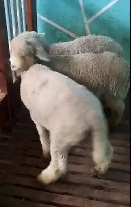2 pasang anakan cempe domba merino super 4 bulanan shaun the sheep top