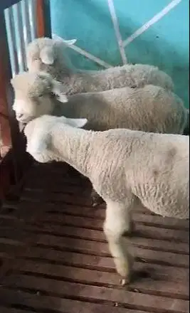 4 ekor 2 pasang anakan cempe domba hias merino superan 4 bulan gemesin