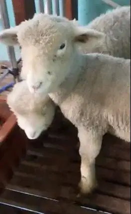 4 ekor 2 pasang anakan cempe domba hias merino superan 4 bulan gemesin