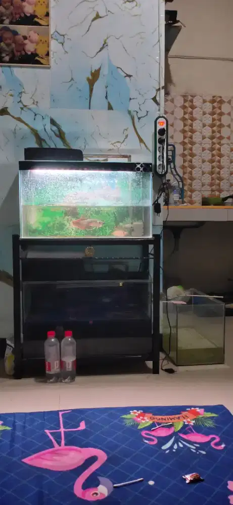 Akuarium ikan hias