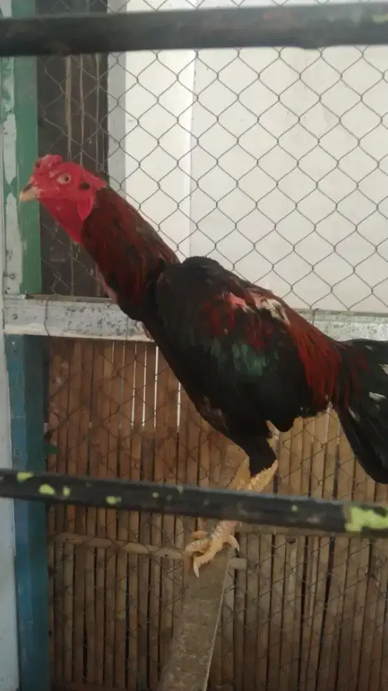 Ayam jago Pakhoy