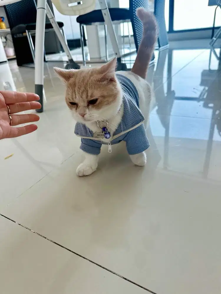 Munchkin jantan 10 bulan