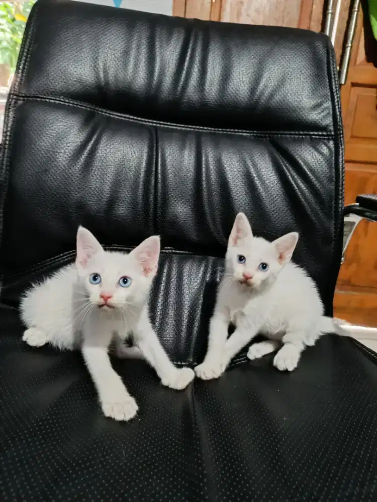 Sepasang kitten mata biru