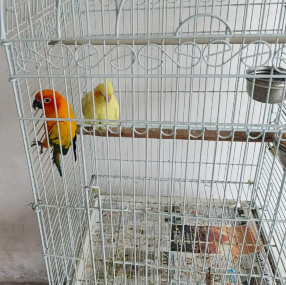 Sun Conure dan Falk Lutino