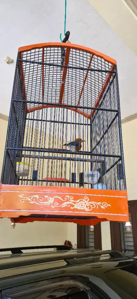 Anis merah predeksi jantan