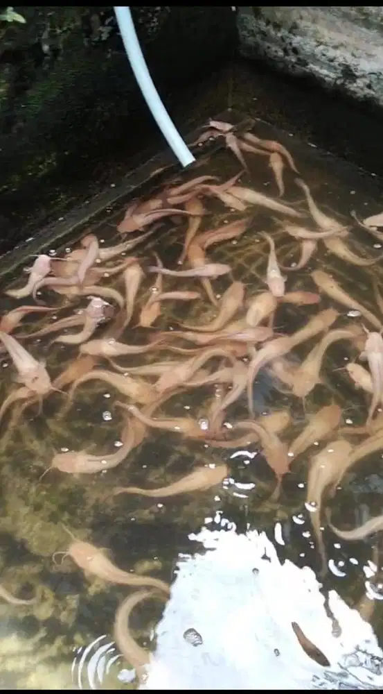 Ikan Lele Albino ukuran kapalang