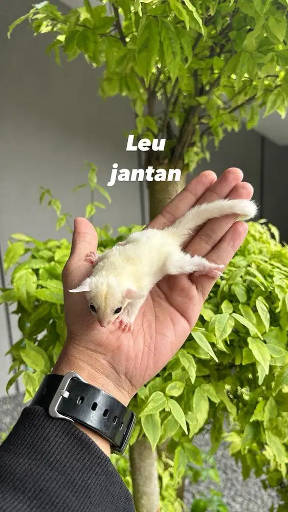Sugar glider leucistik jantan