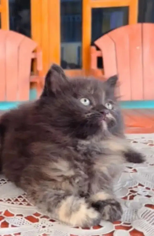 Kucing Kitten Persia bulu kapas