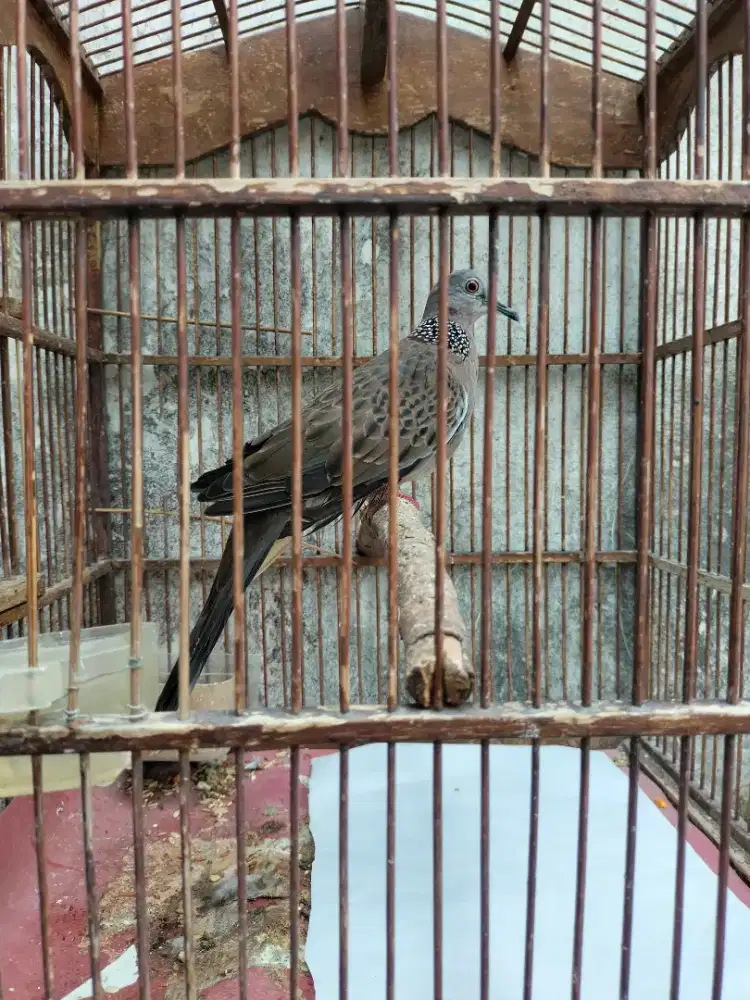 Burung Tekukur kuk 2