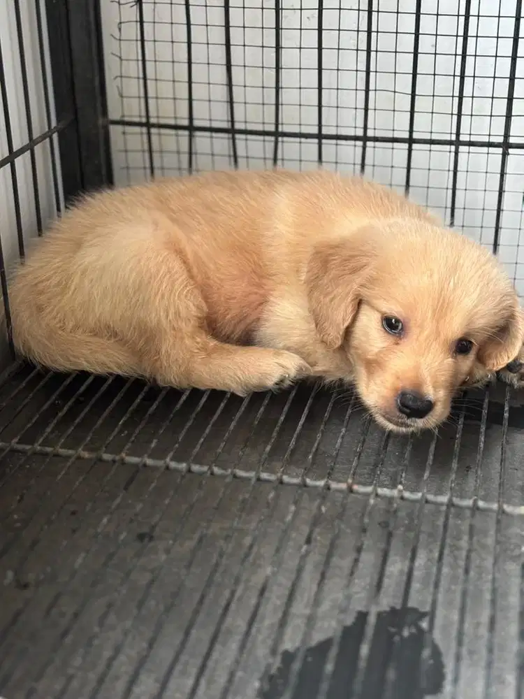 Anjing Golden Retriever Puppy
