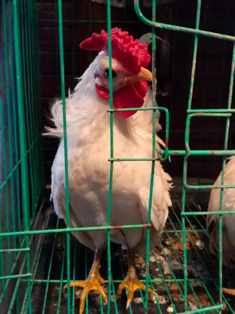 Ayam Kate Putih Jantan