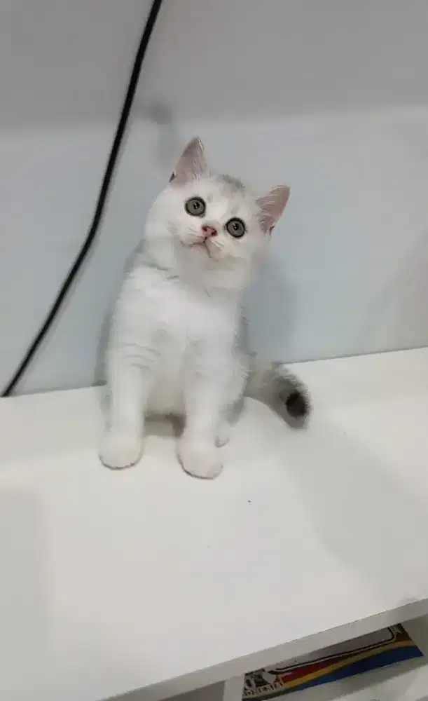 BRITISH SHORTHAIR/BSH SILVER