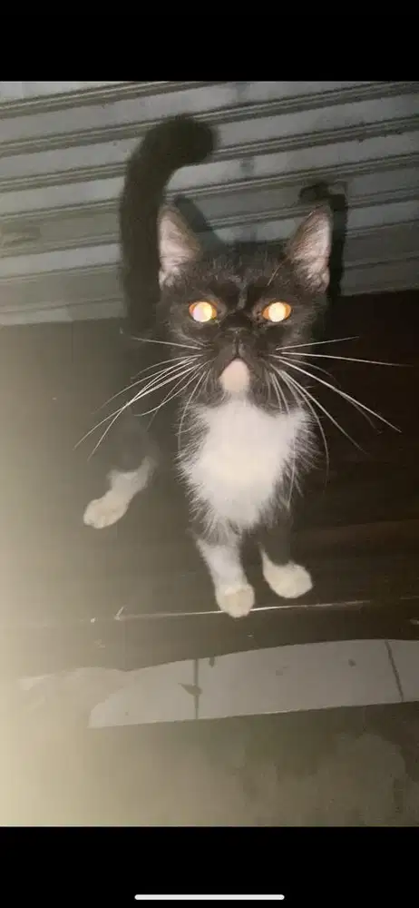 Kucing mixdome jantan