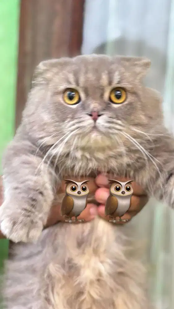 Kucing scottish fold highland anakan import