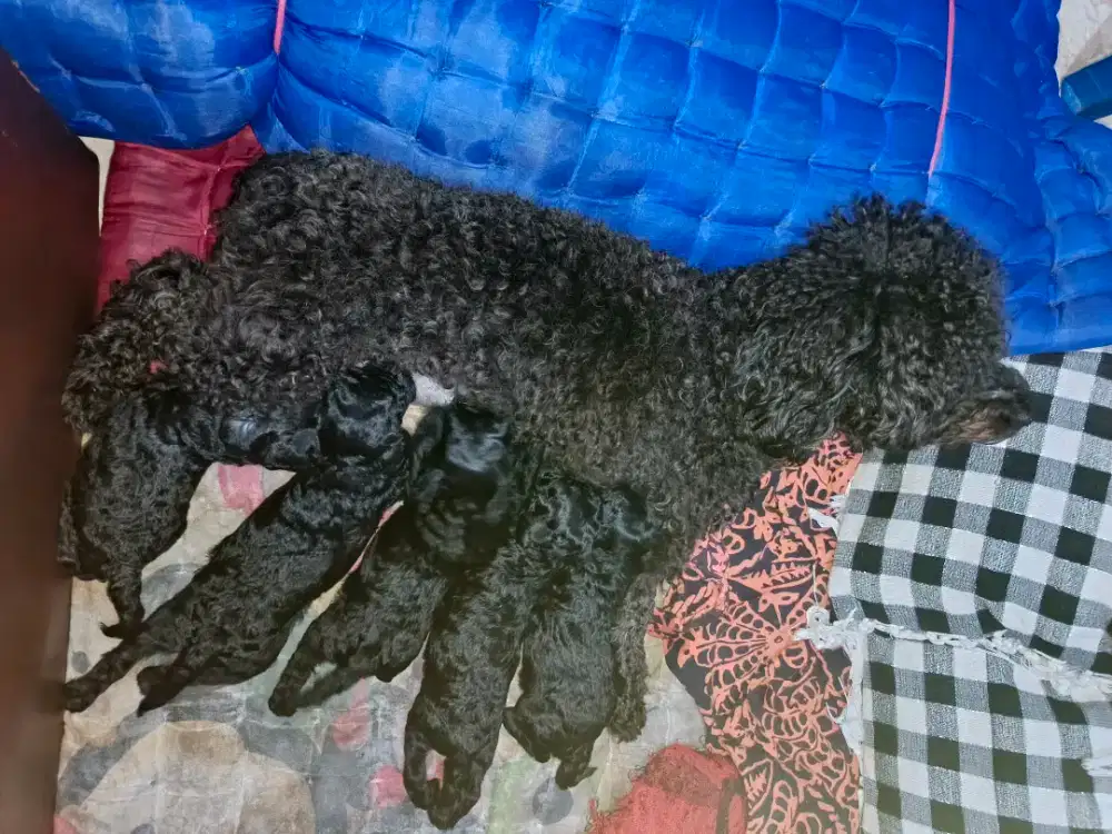 Anjing poodle hitam tea cup