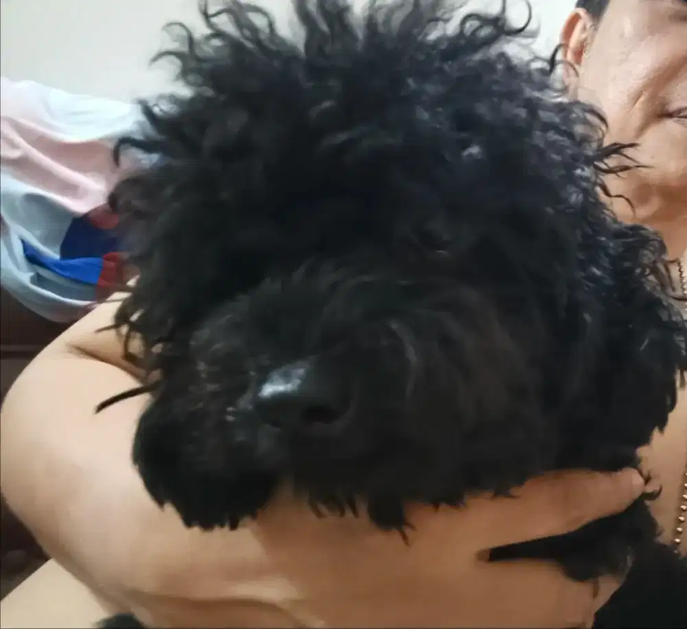 Anjing poodle hitam tea cup