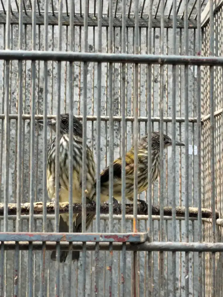 Burung Cicak bayem