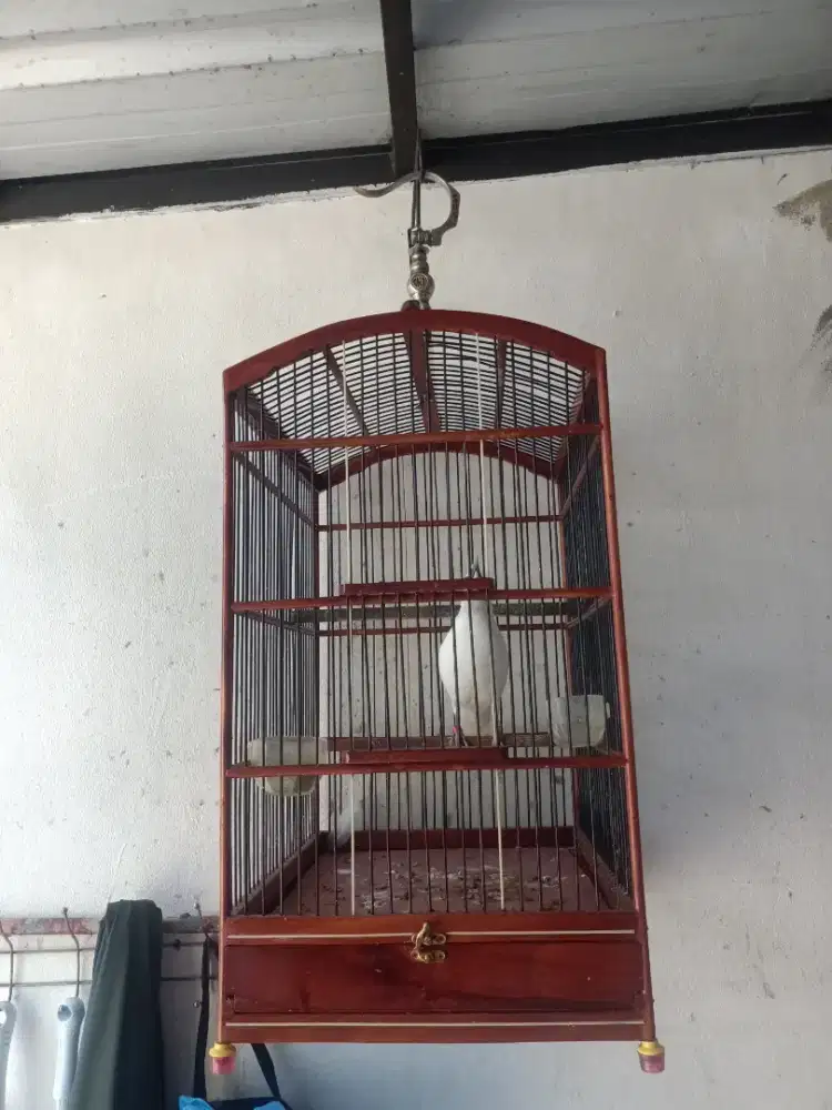 Jakbal dan kandang