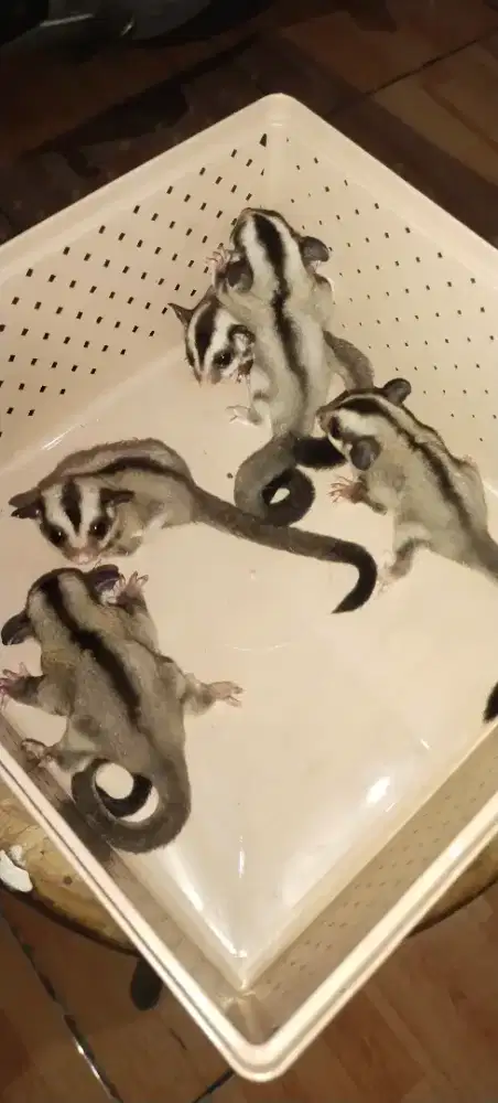 Sugar Glider Classic grey
