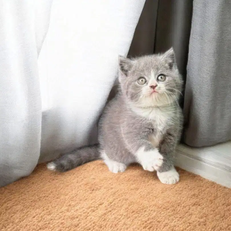 Kitten British Shorthair